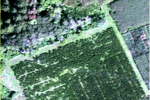 field_rgb