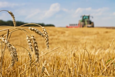 Last straws on field after harvest and tractor plowing, focus on ears of wheat